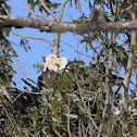 BALD EAGLE