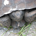 Gopher Tortoise