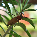 Mango stem borer