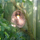 Dutchmans Pipe