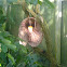 Dutchmans Pipe