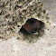 cliff swallow