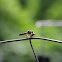 Robber Fly