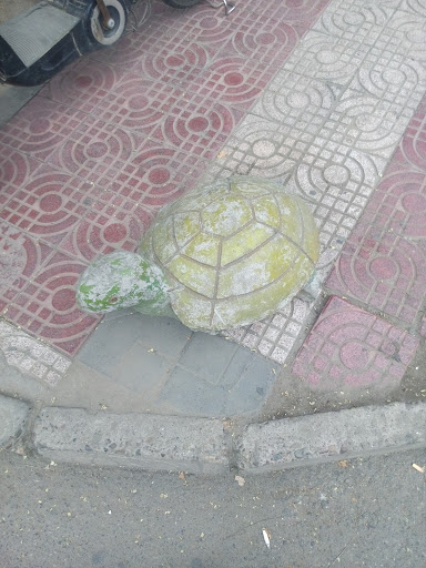 路边龟