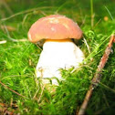 Mushroom