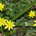 Lesser Celandine