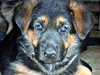 Cachorros Ovejero Aleman