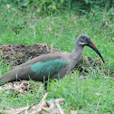 Hadada Ibis