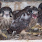 American Kestrel Chicks