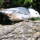 White breasted Nuthatch
