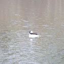 Bufflehead