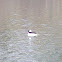 Bufflehead