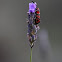 Zygaena fausta sobre lavandula
