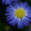 Aster