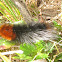 Banded Woolly Bear Caterpillar