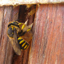 European Wool Carder Bee