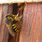 European Wool Carder Bee