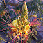 Yellow Bird of Paradise