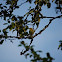 Spotted Flycatcher