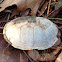 Eastern mud turtle
