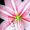 Amaryllis