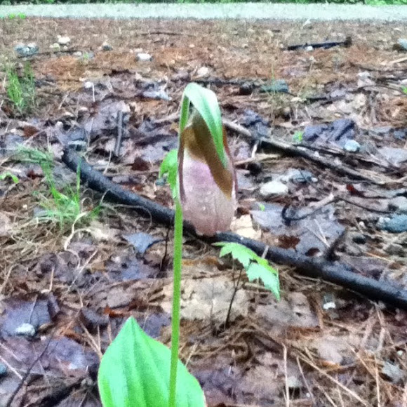 Spotting Image 1