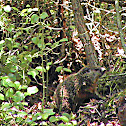 Groundhog