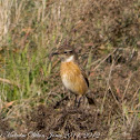 Stonechat; Tarabilla Común