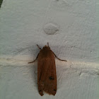  Large Yellow Underwing