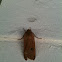  Large Yellow Underwing