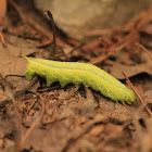 Lettered Sphinx Moth