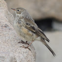 American Pipit