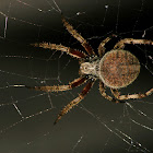 Barn Spider