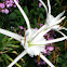 Spider Lily