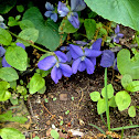 Heath Violet