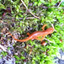  Red Spotted Newt 