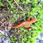  Red Spotted Newt 