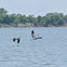 Great Blue Herons (territory dispute)