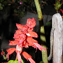 Scarlet Sage  (coral roja)