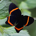 Lysippus Metalmark