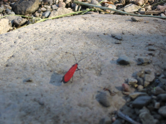 Spotting Image 1