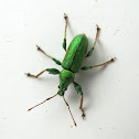 Phyllobius arborator
