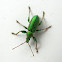 Phyllobius arborator