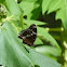 Great Eggfly