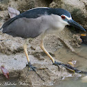 Black-crowned Night Heron