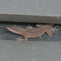 Carolina anole