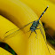 Variegated Green Skimmer