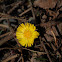 Coltsfoot