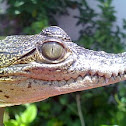 cocoro