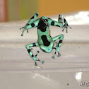 Black & Green Poison Dart Frog